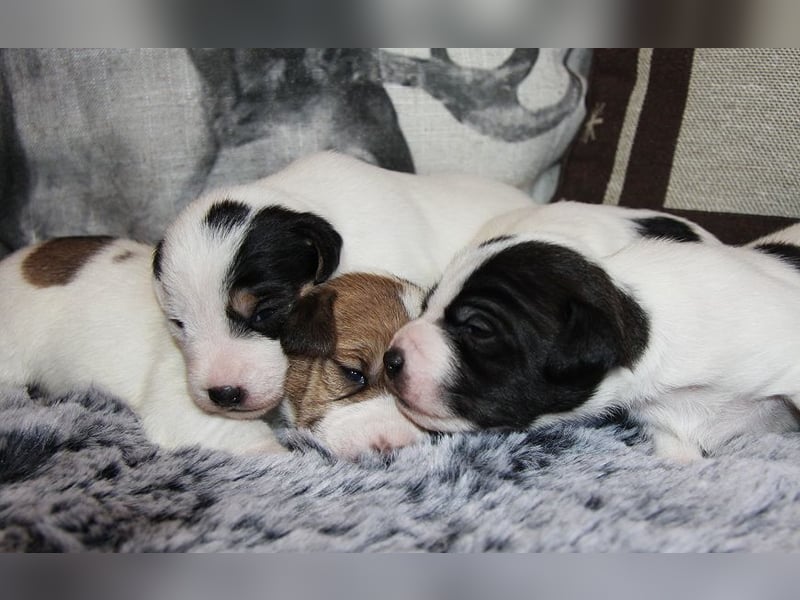 Parson Russell Terrier Welpen, geb. 11.02.2026