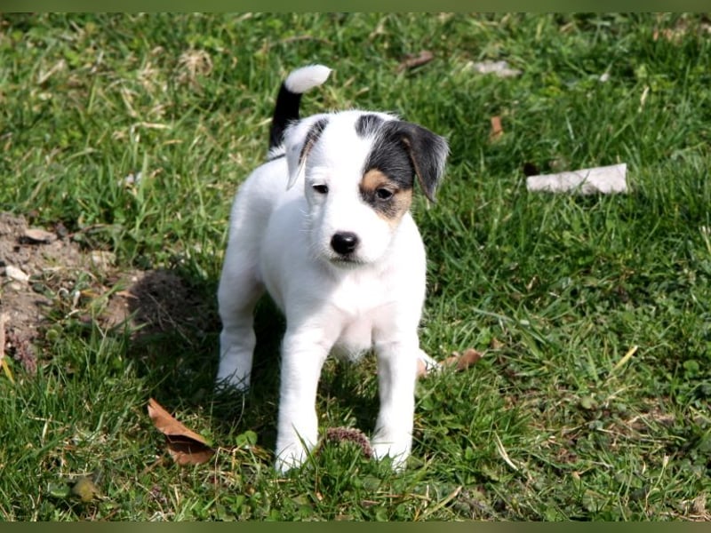 Parson Russell Terrier Welpen, geb. 11.02.2026
