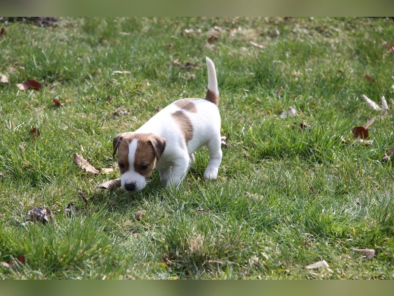 Parson Russell Terrier Welpen, geb. 11.02.2026