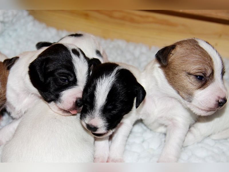 Parson Russell Terrier Welpen, geb. 11.02.2026