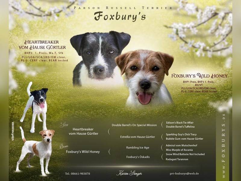 Parson Russell Terrier Welpen, geb. 11.02.2026