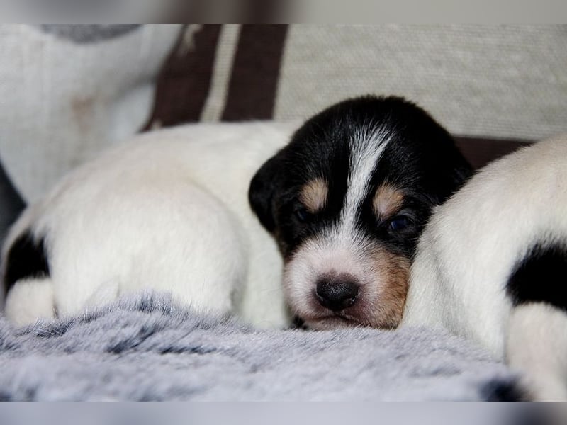 Parson Russell Terrier Welpen, geb. 11.02.2026