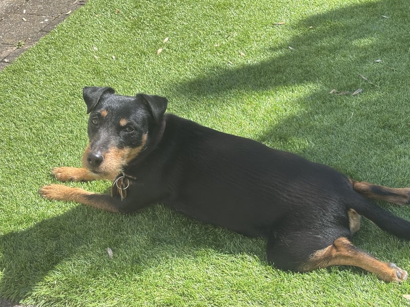 Parson Russell Jagd Terrier