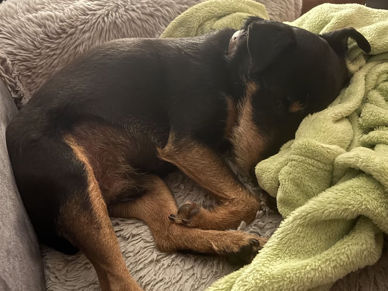 Parson Russell Jagd Terrier