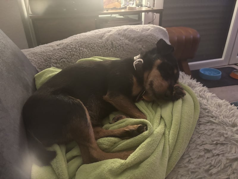 Parson Russell Jagd Terrier