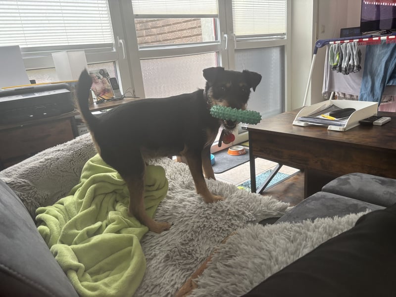 Parson Russell Jagd Terrier