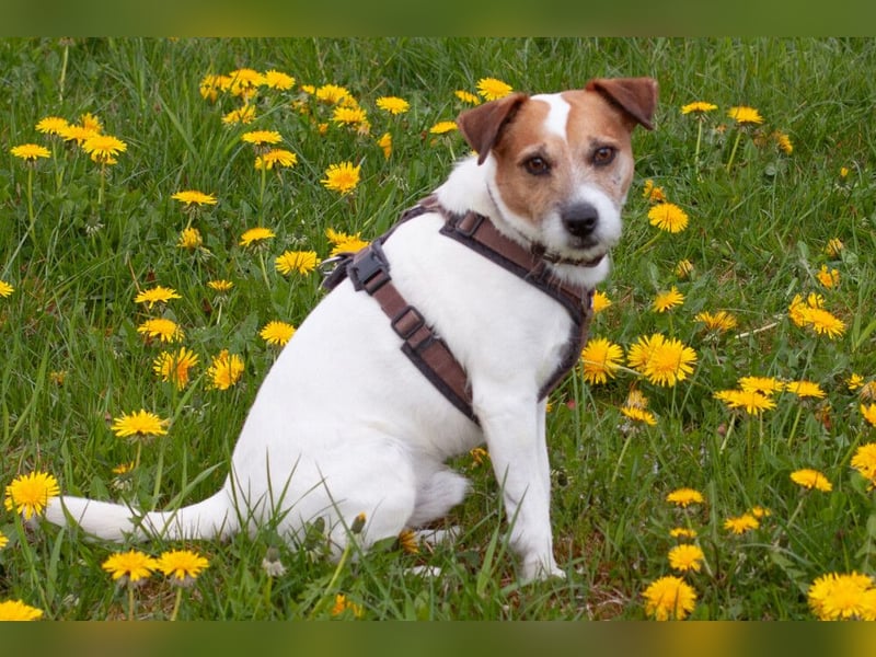 McBruno - temperamentvoll und clever - Tierhilfe Franken e.V.