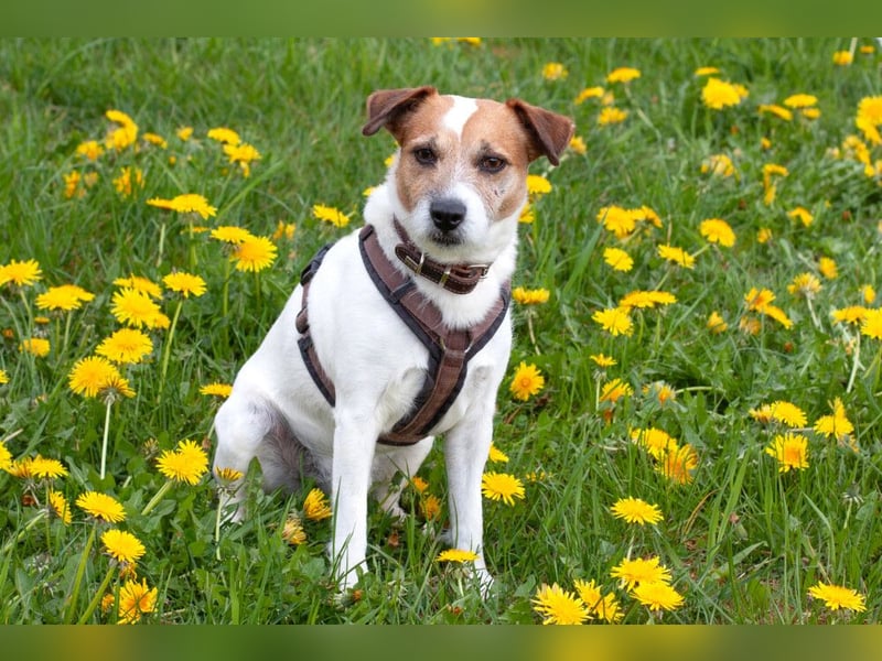 McBruno - temperamentvoll und clever - Tierhilfe Franken e.V.