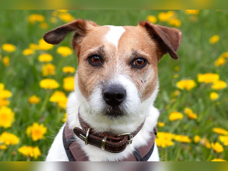 McBruno - temperamentvoll und clever - Tierhilfe Franken e.V.