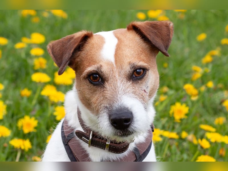 McBruno - temperamentvoll und clever - Tierhilfe Franken e.V.