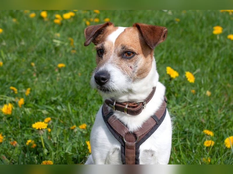 McBruno - temperamentvoll und clever - Tierhilfe Franken e.V.