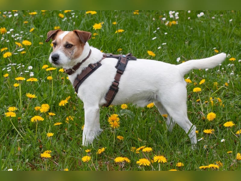 McBruno - temperamentvoll und clever - Tierhilfe Franken e.V.