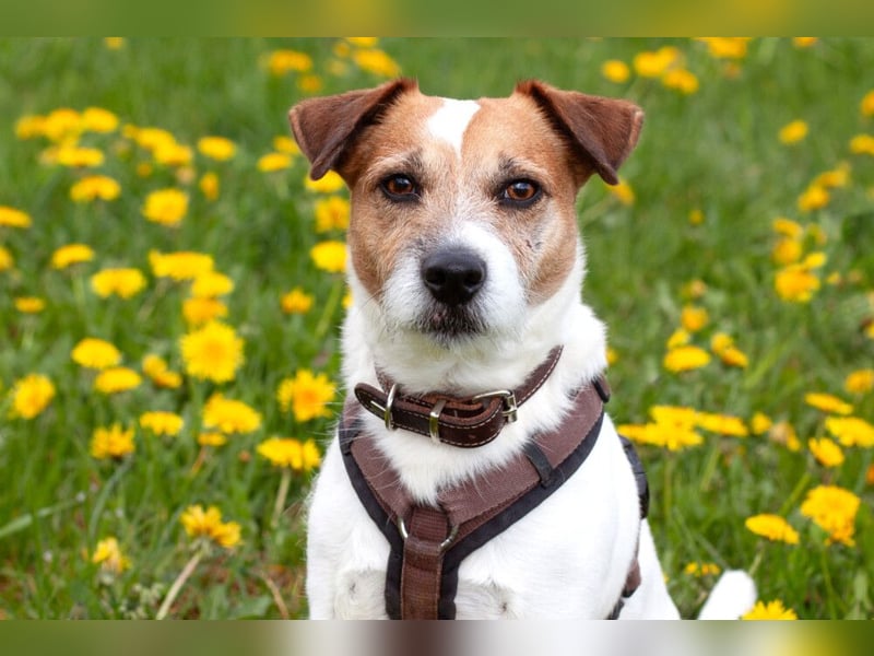 McBruno - temperamentvoll und clever - Tierhilfe Franken e.V.