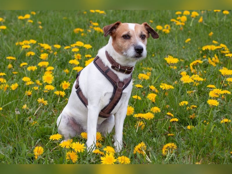 McBruno - temperamentvoll und clever - Tierhilfe Franken e.V.