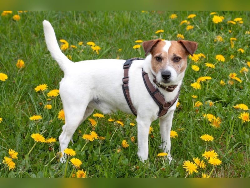 McBruno - temperamentvoll und clever - Tierhilfe Franken e.V.