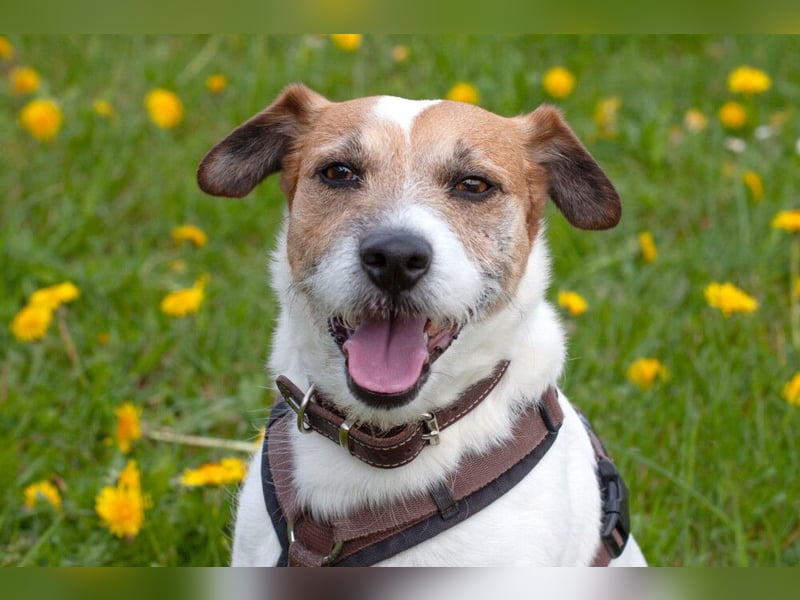 McBruno - temperamentvoll und clever - Tierhilfe Franken e.V.