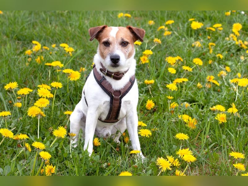McBruno - temperamentvoll und clever - Tierhilfe Franken e.V.