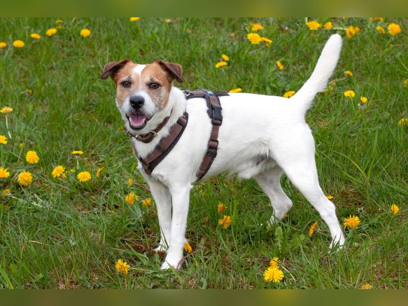 McBruno - temperamentvoll und clever - Tierhilfe Franken e.V.