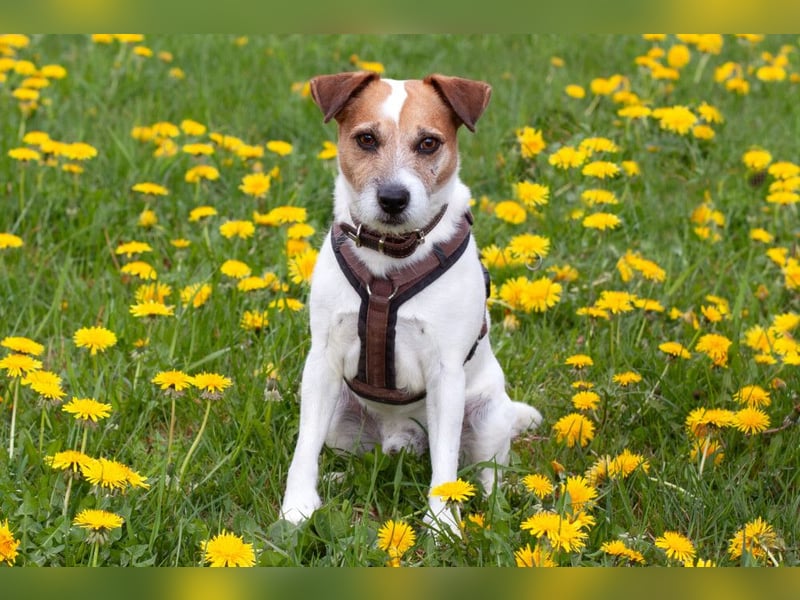 McBruno - temperamentvoll und clever - Tierhilfe Franken e.V.