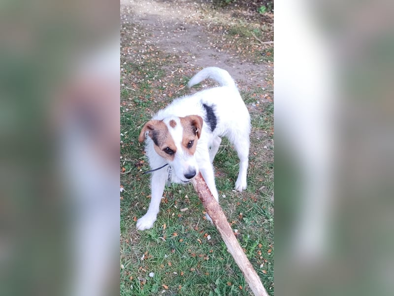 Reinrassiger Parson Russell Terrier