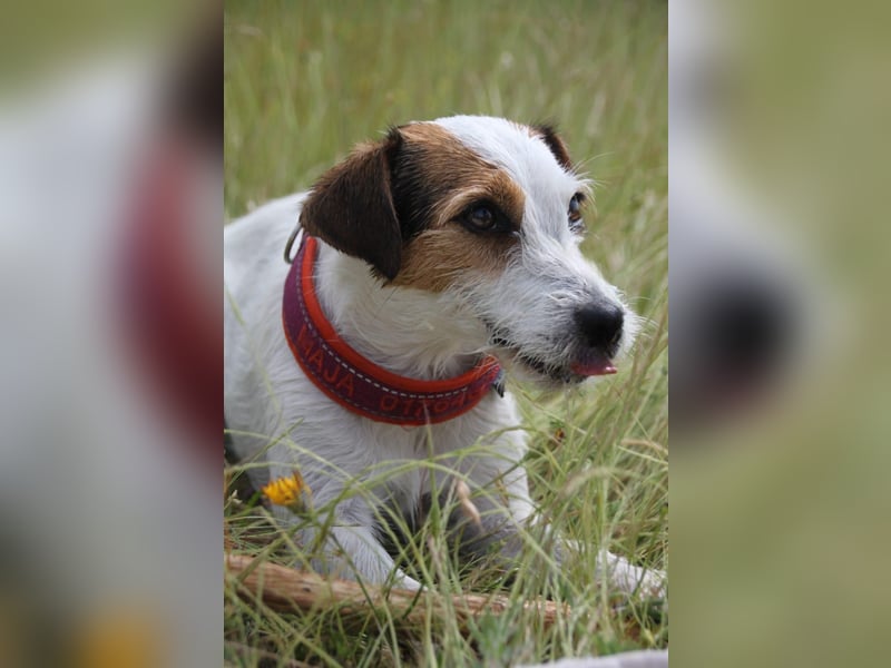 Reinrassiger Parson Russell Terrier