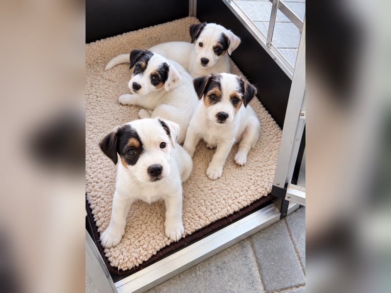 Reinrassiger Parson Russell Terrier