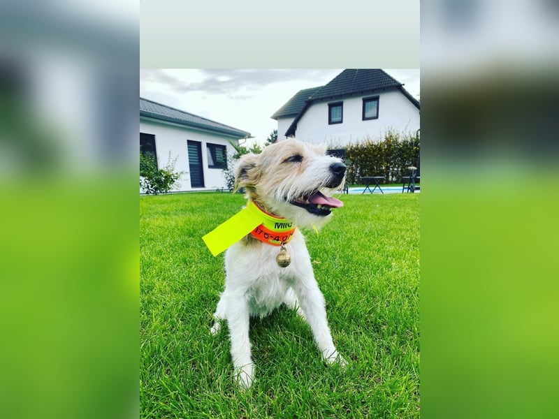 Reinrassiger Parson Russell Terrier