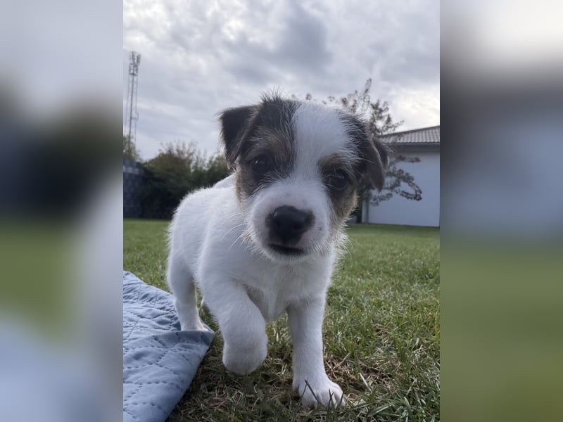 Reinrassiger Parson Russell Terrier