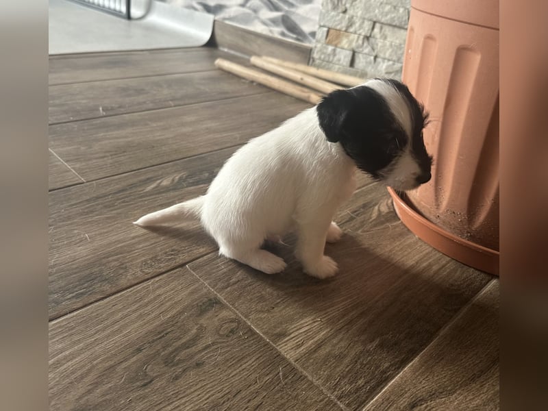 Parso Russell Terrier Welpen