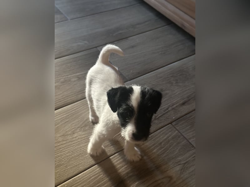 Parso Russell Terrier Welpen