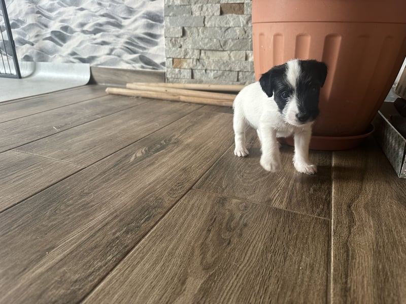 Parso Russell Terrier Welpen