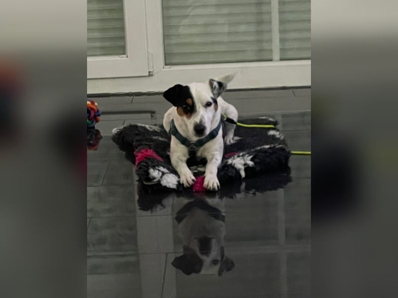 Parson Russell Terrier Rüde