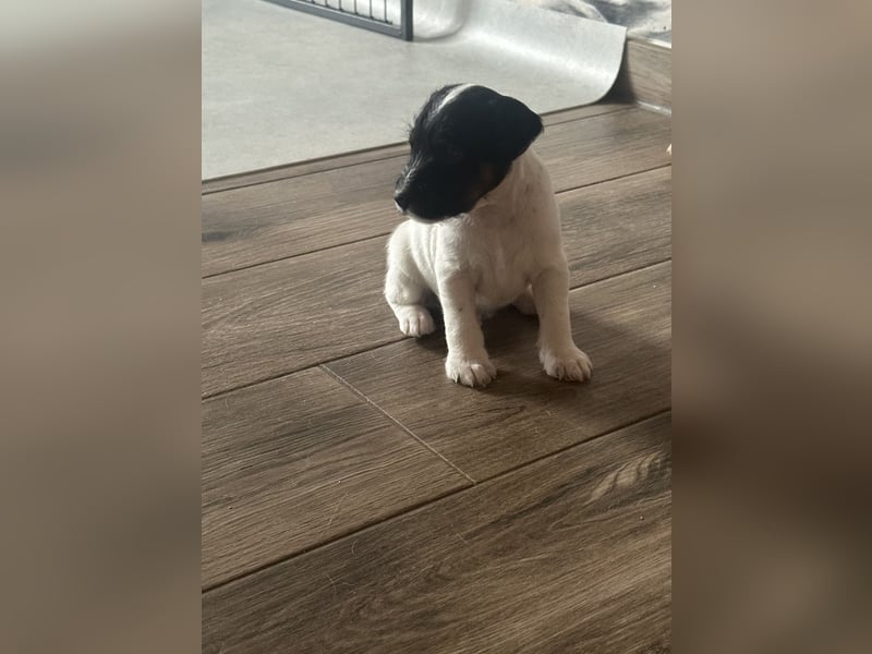 Parso Russell Terrier Welpen