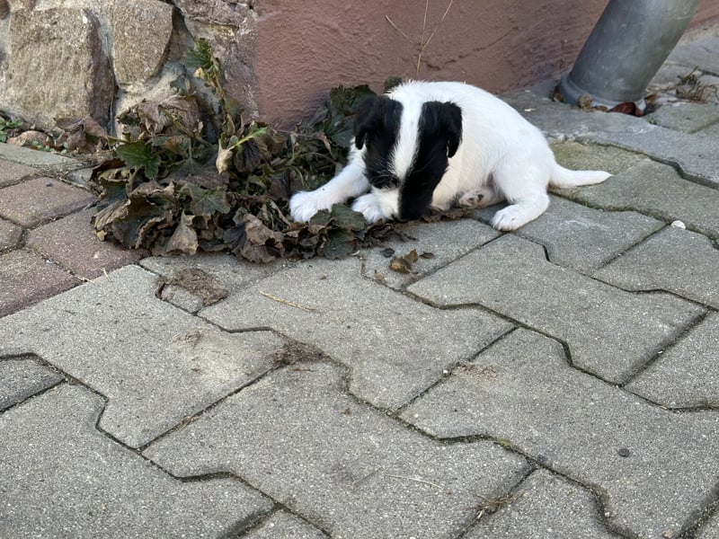 Parso Russell Terrier Welpen