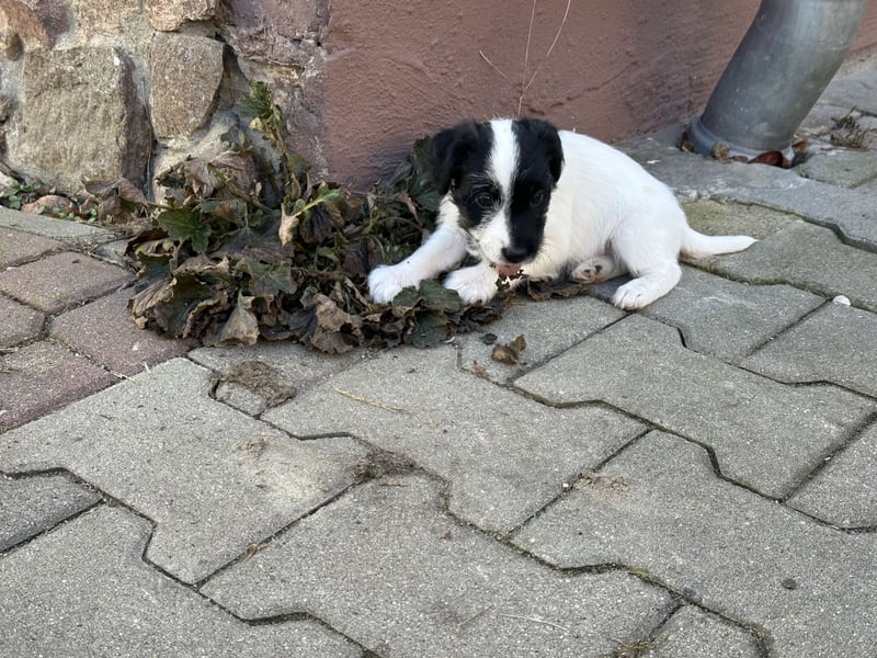 Parso Russell Terrier Welpen