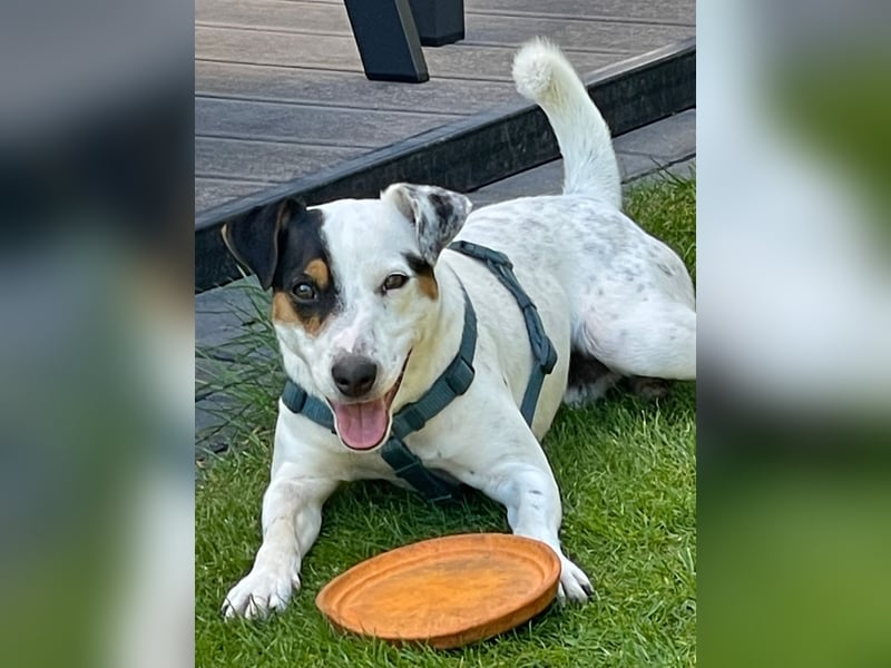 Parson Russell Terrier Rüde