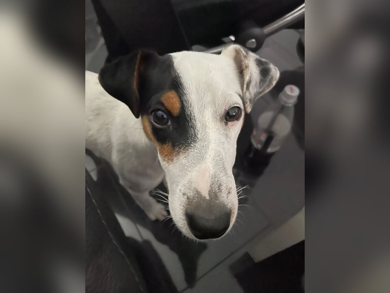 Parson Russell Terrier Rüde