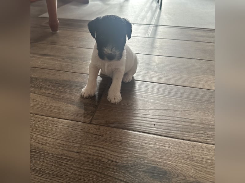 Parso Russell Terrier Welpen