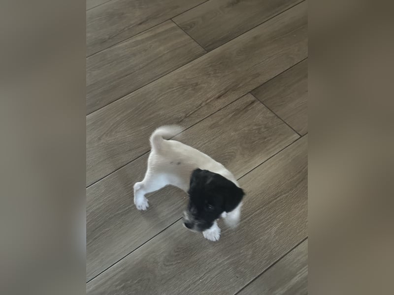 Parso Russell Terrier Welpen