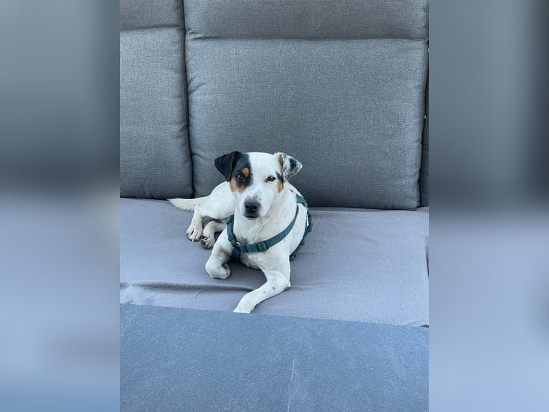 Parson Russell Terrier Rüde
