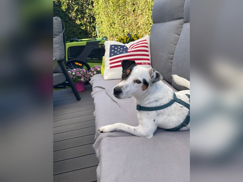 Parson Russell Terrier Rüde