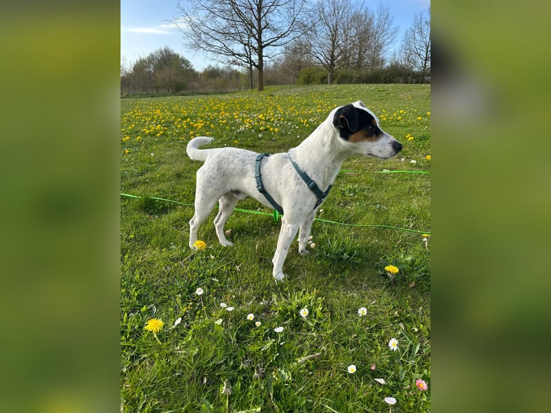 Parson Russell Terrier Rüde