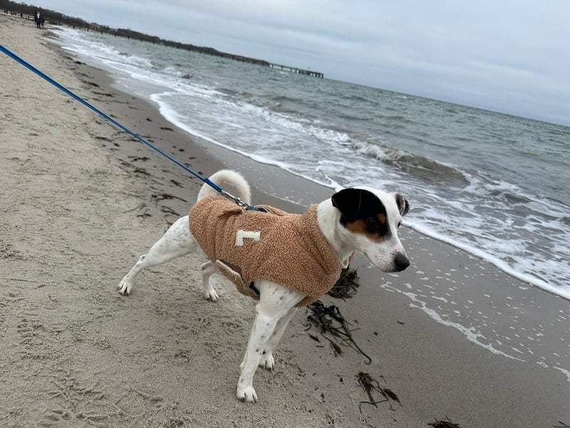 Parson Russell Terrier Rüde