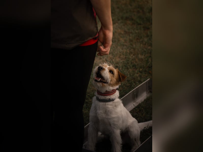 Parson-Russell-Terrier Rüde