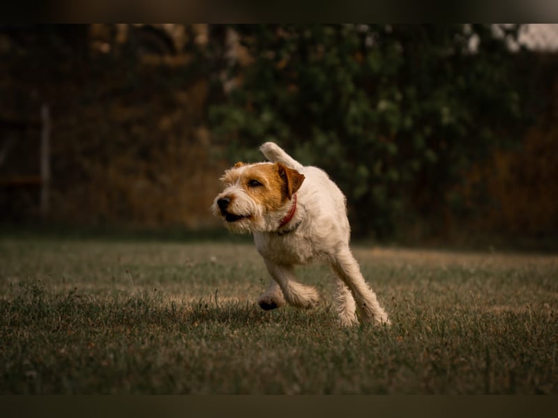 Parson-Russell-Terrier Rüde