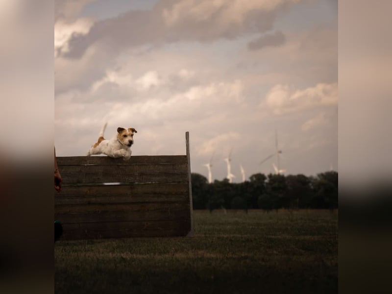 Parson-Russell-Terrier Rüde