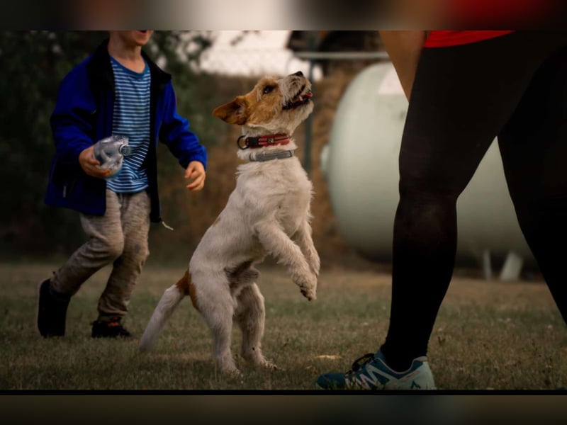 Parson-Russell-Terrier Rüde