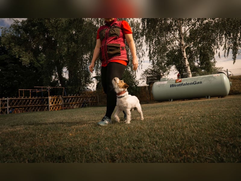 Parson-Russell-Terrier Rüde