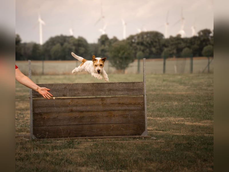 Parson-Russell-Terrier Rüde