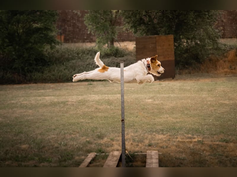 Parson-Russell-Terrier Rüde